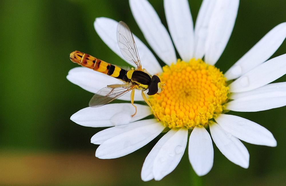 La vita in un fiore: terza parte